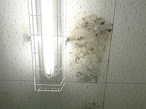 Mold grows on ceilings with the help of condensation.